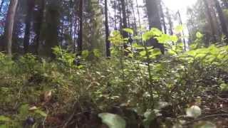 Blaubeeren pflücken im norwegischen Wald [upl. by Odrick]