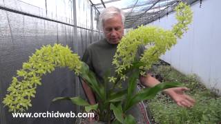 OrchidWeb  Grammatophyllum scriptum var citrinum [upl. by Romain]