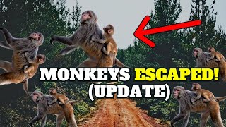 Monkeys On The LOOSE They Escaped Medical Research FACILITY [upl. by Notsnarc]