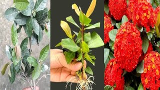 How to grow Ixora plants 🌱ixora youtubevideo plants gardening viralvideosgardenflowers [upl. by Ennaillij79]