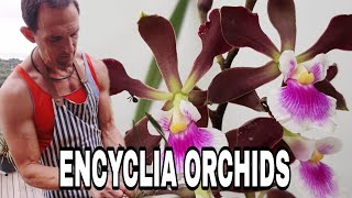 A Comprehensive Guide to Encyclia Orchid Care [upl. by Yleen]