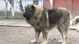 Titan the largest Caucasian Shepherd and its puppies [upl. by Uokes38]