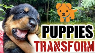 ROTTWEILER TRANSFORMATION  Day 1 to 30 cuteness overload  Yamyam the Rotty  BossManang TV [upl. by Hoeve]