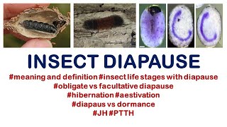 Insect Diapause insectphysiology insects entomology bscag [upl. by Faith136]