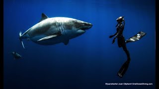 Great White shark Killer Whale and Whale competition of sounds [upl. by Pearle210]