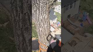 Negative rigging at Walnut top arborist treelife arbortec stihl lumberjacks pfanner ￼ [upl. by Ecinrev]