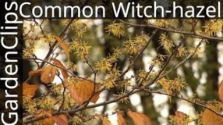 Common Witchhazel  Hamamelis virginiana  Growing Witchhazel [upl. by Akilat330]