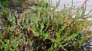 Corema conradii  broom crowberry [upl. by Cobby]