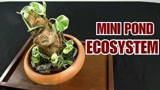 Mini Pond Ecosystem in Clay Bowl  Driftwood Hardscape  Indoor Pond [upl. by Truscott]