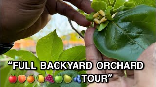 “FULL SUBURBAN BACKYARD ORCHARD 🍊🍐🍑🍋‍🟩🍎🍏🍇🍋🫐TOUR” [upl. by Sibella]