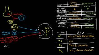 PHARMACOLOGY 27b  Mechanisms of Adrenergic Drugs [upl. by Ynohtnaed]