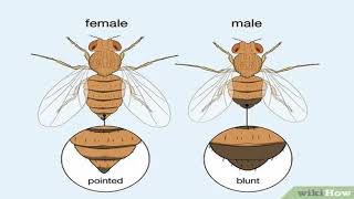 Biology of Drosophila melanogaster [upl. by Anselmi]