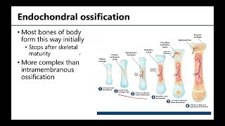 MSK1 Bone Formation Growth amp Remodeling [upl. by Hollingsworth]