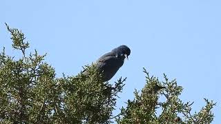 Pinyon Jay vocalizing [upl. by Kachine249]