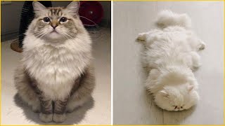 50 Of The Fluffiest Cats In The World That Will Make Your Day  Cute cat [upl. by Ajup61]