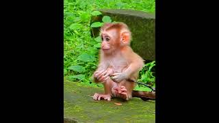 Really cuteness Lexis play alone happily short youtubeshorts monkey animals [upl. by Ecnerat]