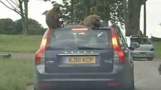 Cheeky monkey strips car at Knowsley Safari Park [upl. by Aruabea]