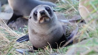 Kaikoura Baby Seals Waterfall Now Destroyed by Earthquake [upl. by Irakuy784]