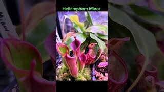 Heliamphora Minor pitcherplant garden botanygarden carnivorousplant garden plantcommunity [upl. by Frodi]