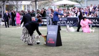 Sydney Royal Dog Show Best in Show 2012 [upl. by Calhoun]