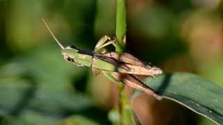 Green Grasshopper jumping away after hiding on grass [upl. by Arlene]