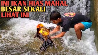 SIAPA SANGKA Temukan Indukan Ikan Hias Mahal Sebesar Ini Jebolan Penangkaran Ikan Hias [upl. by Amara]