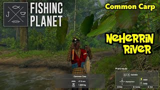 Common Carp Neherrin River  Fishing Planet [upl. by Benito370]