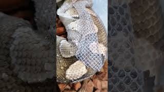 Ball python shedding its skin 😎 snake ballpython python pets trending shorts animals sub [upl. by Zil]