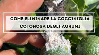 Come combattere la cocciniglia cotonosa degli agrumi [upl. by Nilknarf]