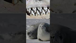 Crabeater Seal Teeth Hits Different  seal sea [upl. by Ecilayram]