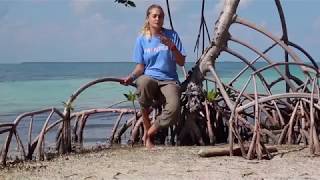 Belize Mangrove Conservation Project [upl. by Egerton]