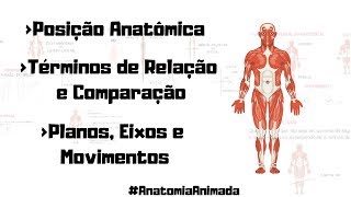 01 Posição Anatômica Planos Eixos Movimentos e Términos Anatômicos  Anatomia Animada [upl. by Adnohryt]