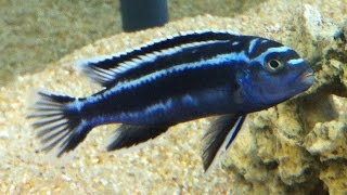 Malawi  Labidochromis Caeruleus amp Melanochromis Maingano [upl. by Pacificia]