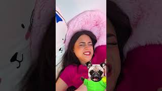 DOGASTIC IDEA 🤩 I NEED THIS BED POUCH FOR MY TOYS 💛 funnyanimals dog hack [upl. by Stormi470]