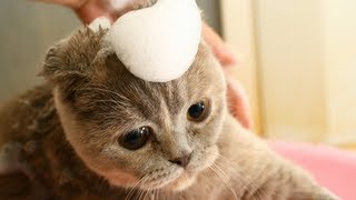 How to Sedate a Cat for Grooming  Cat Grooming Tips Beginners [upl. by Allekim]