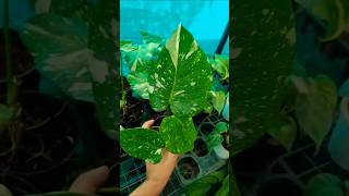 Philodendron Varieties philodendron tropicalplants trending [upl. by Urien685]