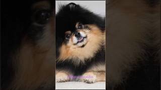 Happy Birthday Yeontan💜Bangtan sonyeondan💜 bts happybirthday [upl. by Zil]