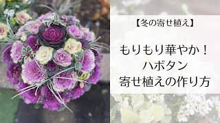 【ハボタン寄せ植え】華やか！もりもりハボタンの作り方 [upl. by Vanni323]