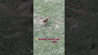 Catch this little guy if you can 😂 cute gosling running cutely 🥰shorts animallovers viral [upl. by Llertnor218]