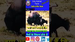 Yak 🐂 के बारे में रोचक तथ्य facts animals trending ytshort yak explore shorts [upl. by Cathlene]