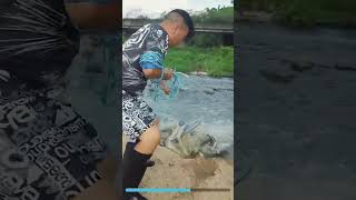 Terrific net casting under the bridge never believed its real fishing netsfishing [upl. by Yelkreb896]