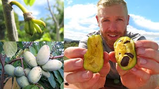 Grow This Fruit in Freezing Temperatures ❄  Asimina Triloba American Paw Paw [upl. by Atteuqehs]