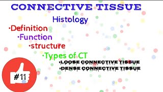 Connective tissue Histology  Dense Connective tissue Loose connective tissue [upl. by Jacobba126]