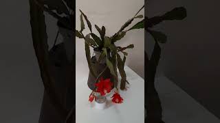 Epiphyllum flowering🌺 red Jungle Cactus [upl. by Arte]