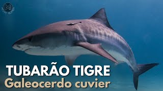 TUBARÃO TIGRE  CURIOSIDADE [upl. by Atina]