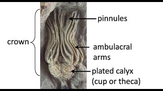 What are crinoids Carboniferous life of Texas Part 2 [upl. by Danieu]