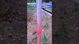 How to tie a knot  easy rope knot making skills shorts knotting knotskill [upl. by Addy]