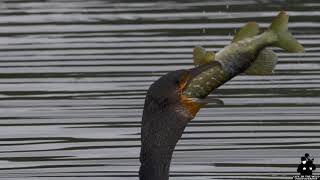 Cormorant taking big Pike [upl. by Caasi]