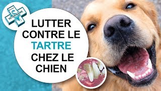 Tuto véto Comment lutter contre le tartre chez le chien  Conseils vétérinaires [upl. by Cindie]