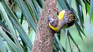 Weaver Bird Making His Nest  PART 11 [upl. by Eidnalem371]